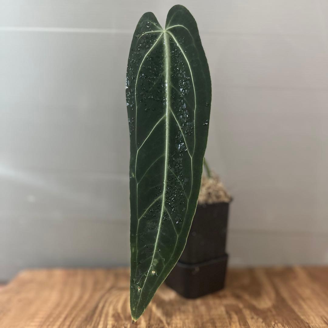 アンスリウム　ワロクアナム　ダークナロー　大きめサイズ アンスリウム ワロクアナム ダーク&ナロー フォーム 「Anthurium