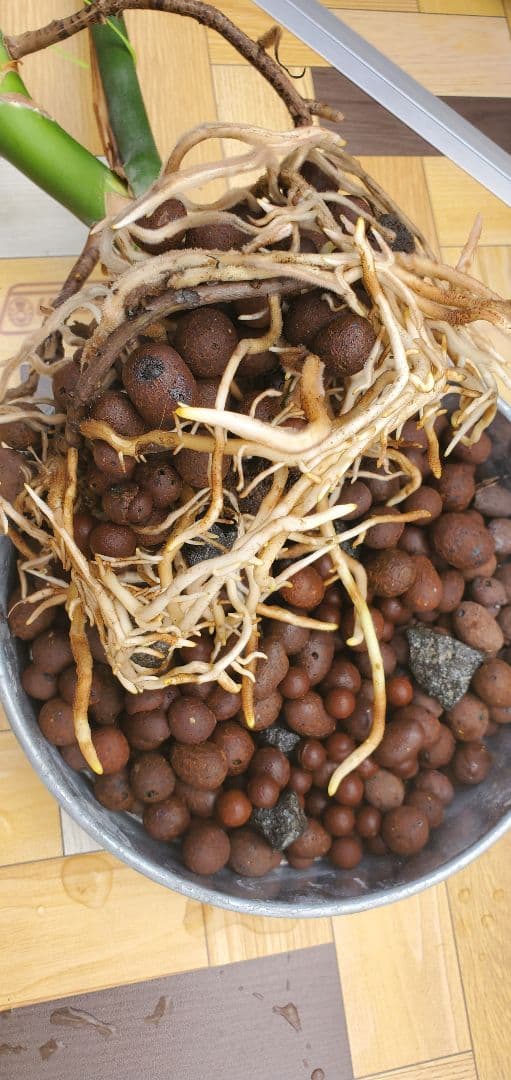 奇跡の天然鉱石「ぐんぐん玉」観葉植物用です。 - メルカリ