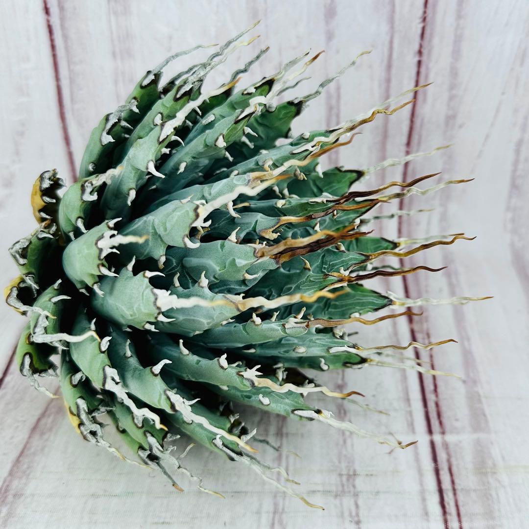 ② アガベ ユタエンシス エボリスピナ 陽炎 ロングスパイン 丸型 選んで購入」エボリスピナ『陽炎』～極上国内実生株選抜／Ys-30