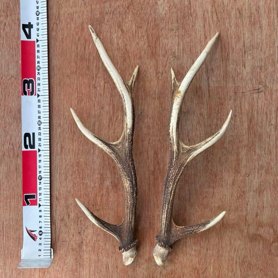 鹿の角 一対（2本セット）14 - メルカリ