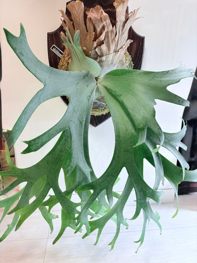 ビカクシダ willinckii White cotton pup 🏴‍☠️ 今年は cotton cloudは完全復活 やはり白さは最優秀品種