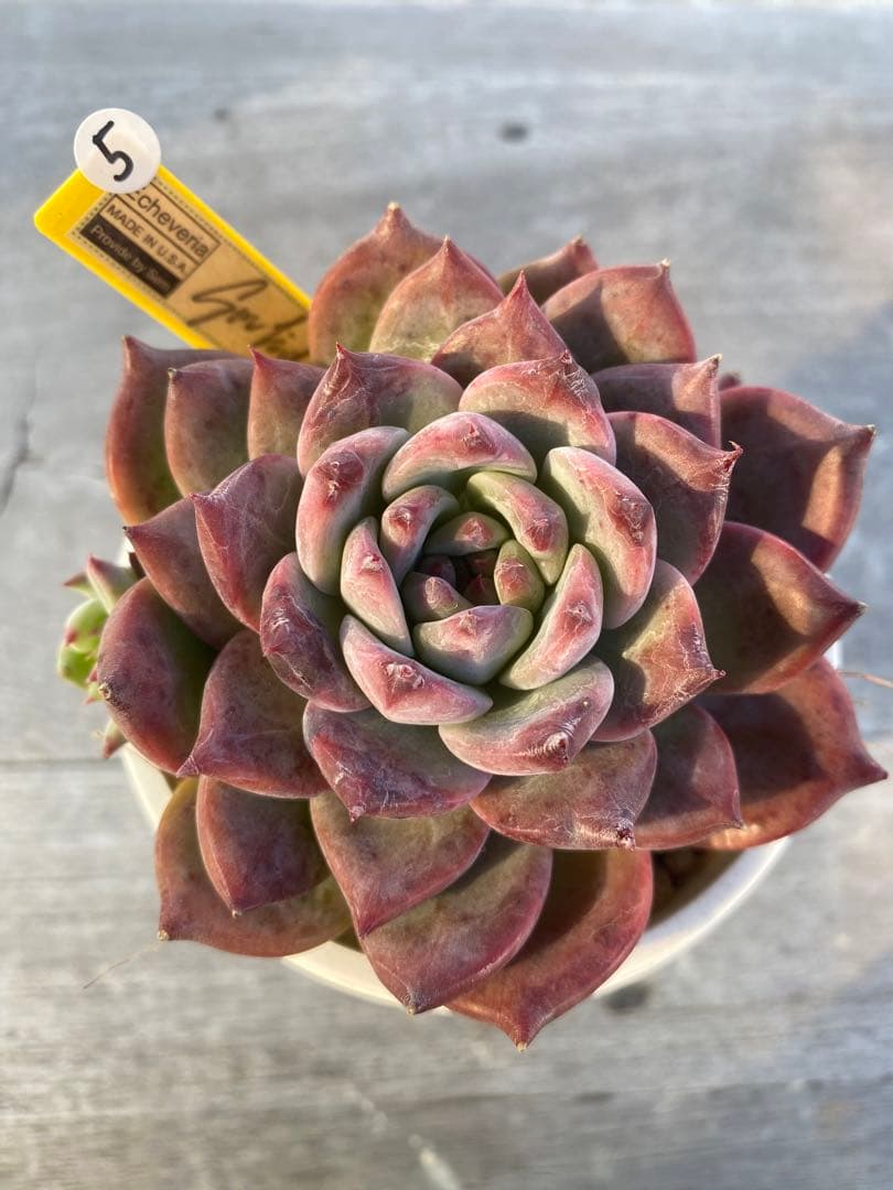 26】カリフォルニア輸入SAMリンゼアナNo.5 希少多肉植物