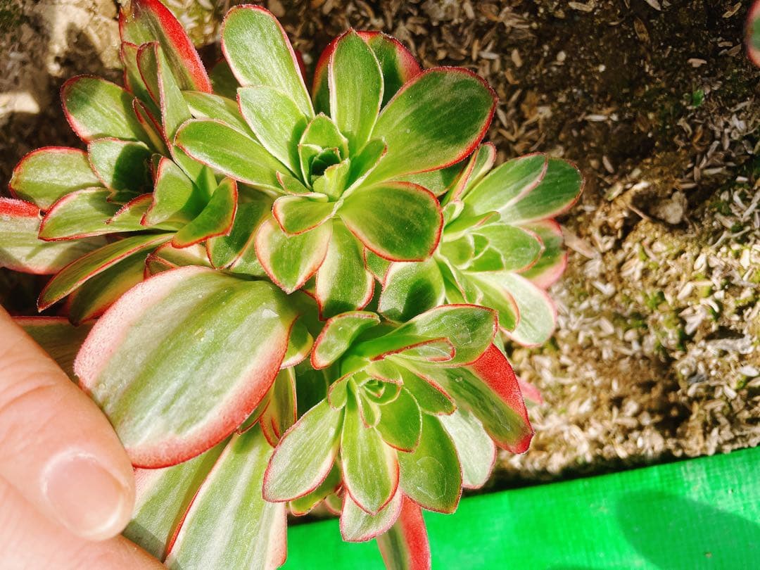 90 魅金ローズ錦ー納福 小群生 アエオニウム 多肉植物 抜き苗 - メルカリ