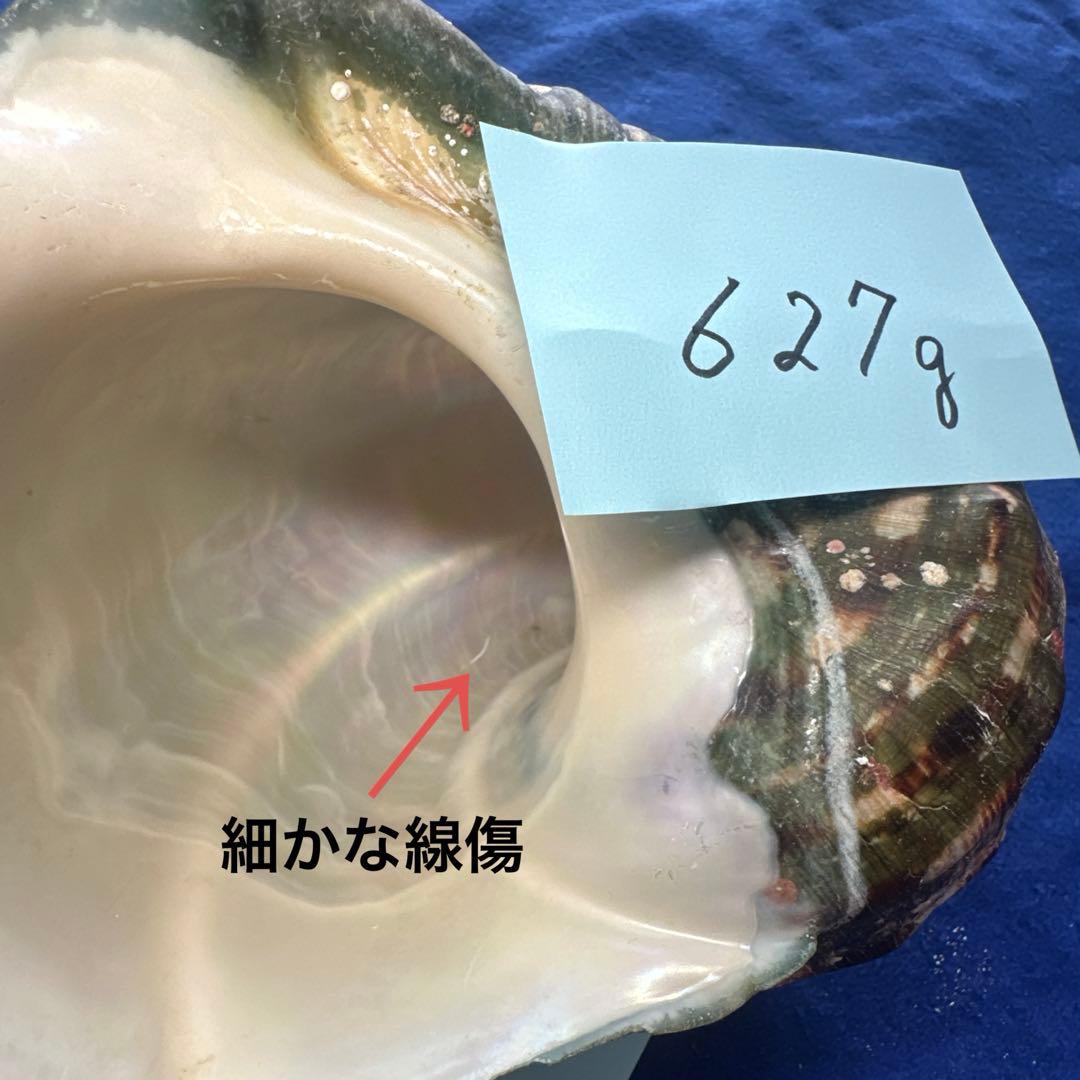 夜光貝 ヤコウ貝 まとめ売り 15個 12、5kg アクセサリー ルアの通販