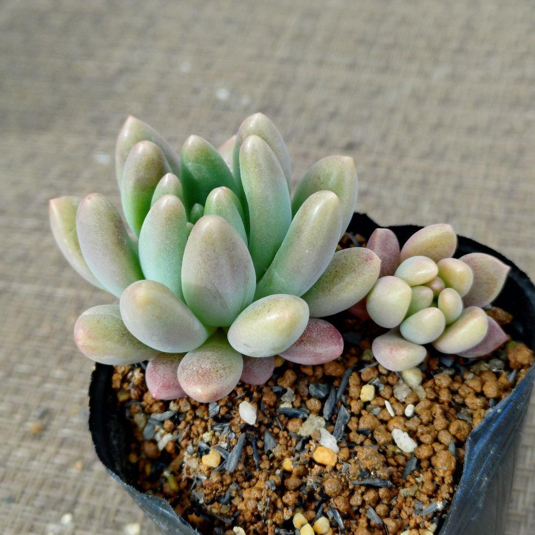 ぽ*と様 乙女心×tobarensis,Tobar 多肉植物抜き苗うに 乙女心xアメチスチヌム カット苗 多肉植物 5㌢ポット うにさん苗