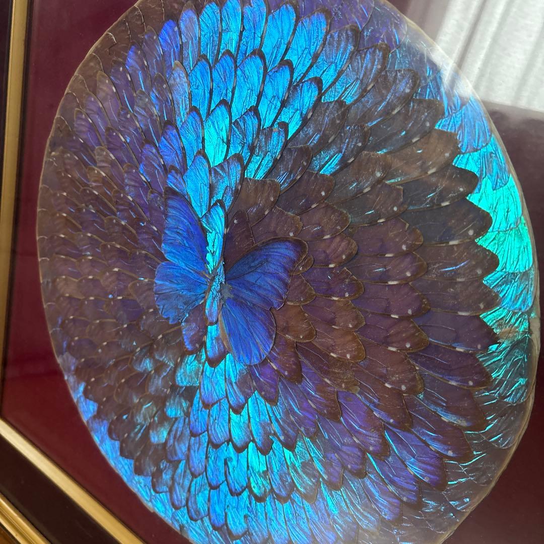 モルフォ蝶 蝶羽アート 壁掛け 額縁 額入り - メルカリ