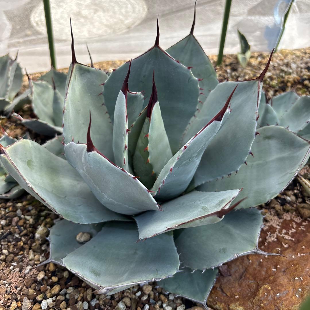 アガベ パリー トランカータ ハンティントン - メルカリ