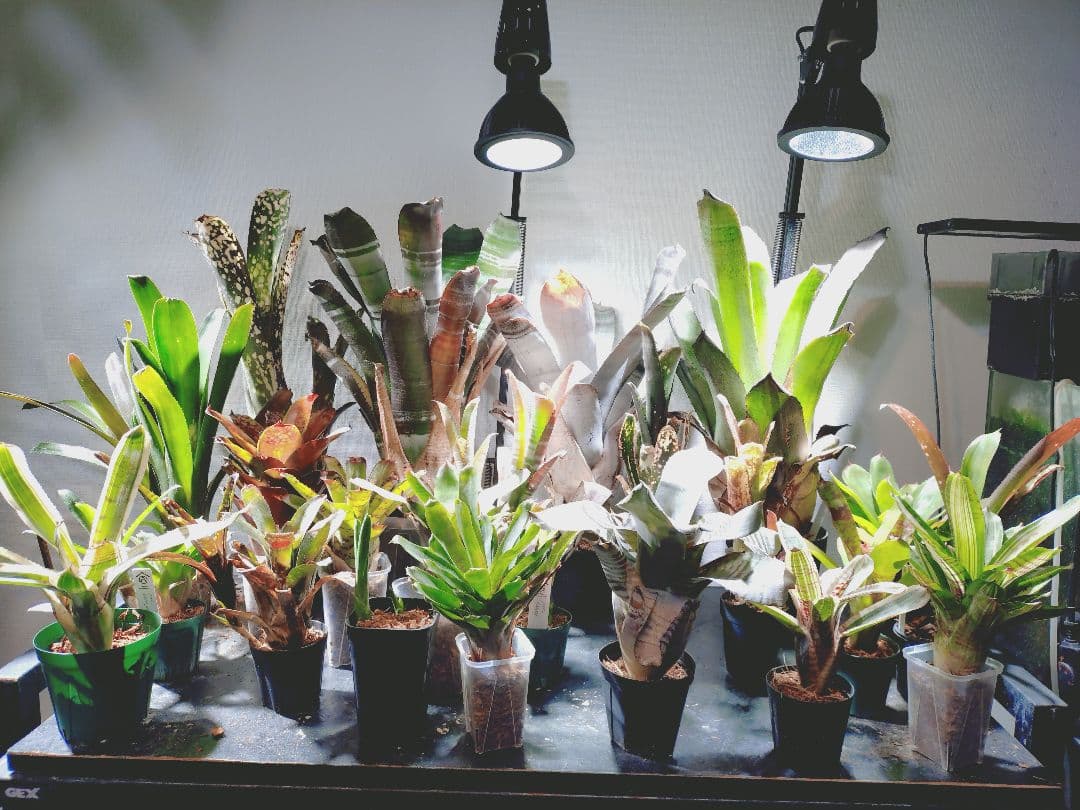 タンクブロメリア まとめ売り！引き取り限定 タンクブロメリア | PROTOLEAF プロトリーフ