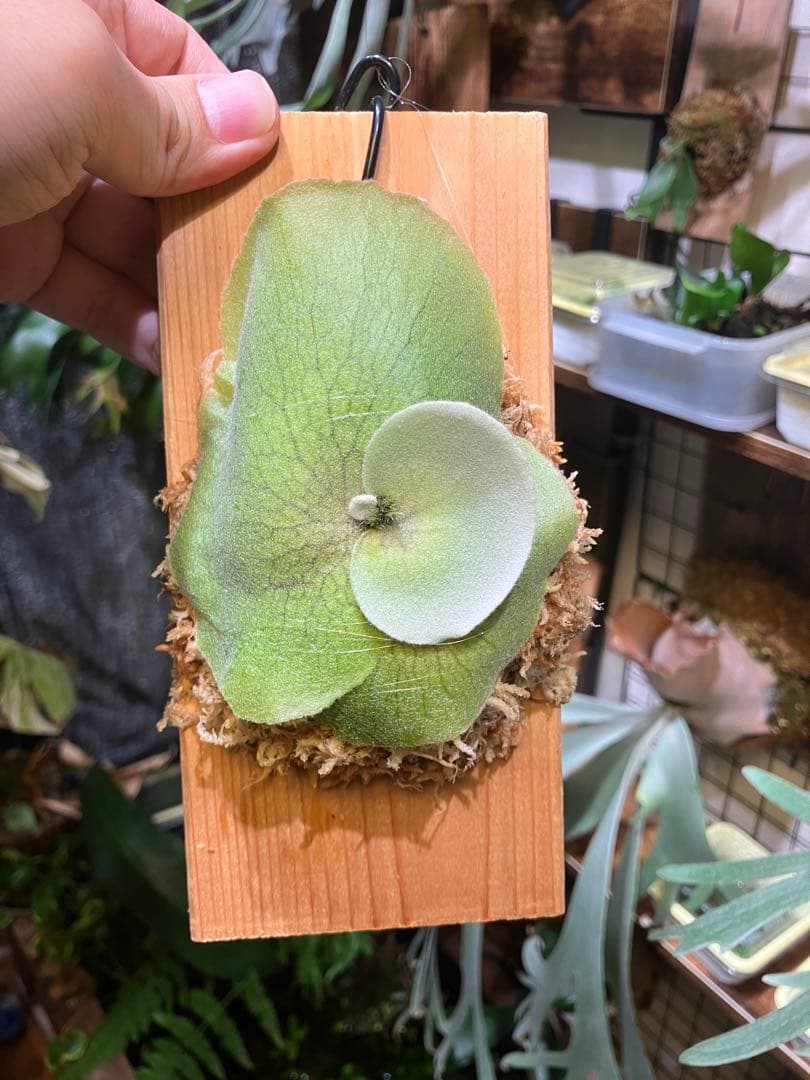 ビカクシダ willinkii Royal Crown OC - メルカリ