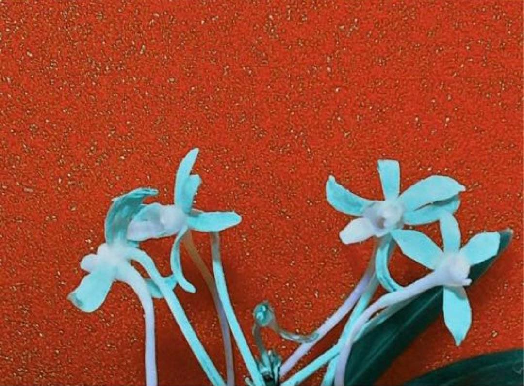 【年末特価品】富貴蘭「克利奥佩特刺」（No.1最高柄）雄一無二の青軸黄縞の青花品 牛刀 青紙2号 黒打 龍 黒檀水牛柄 210mm – MUSASHI