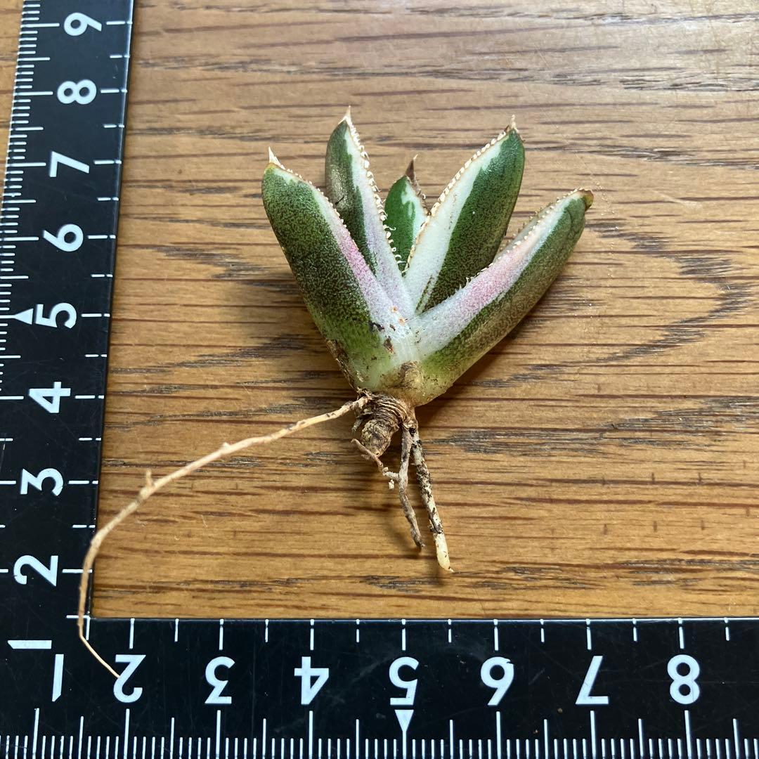 G*n様 希少【週末オークション】②匿名配送　アガべ　豆豆龍錦　覆輪斑　TC