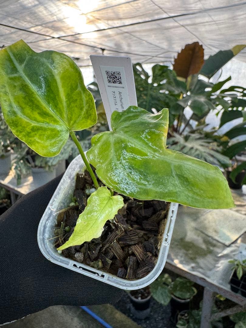 アンスリウム　ミシェル　x クリスタル　シルバー　斑入り コレクション】アンスリウム'ミシェル'× 'クリスタルシルバー