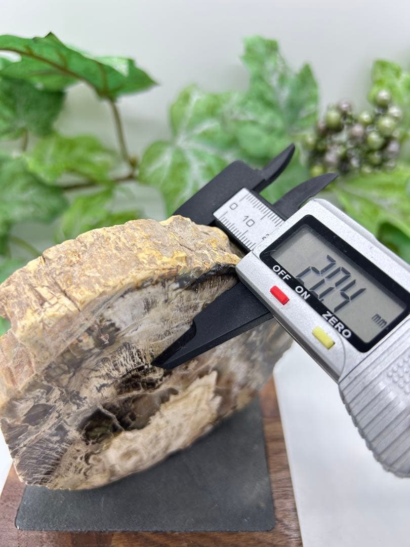 珪化木プレート ペトリファイドウッド No.901 - メルカリ