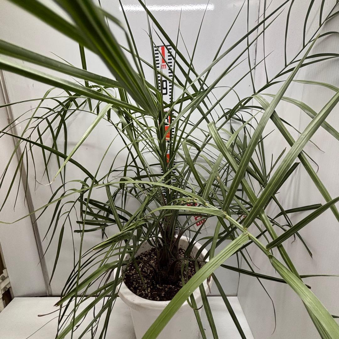 《希少》ココスヤシ　１０号(30cm)鉢　#577