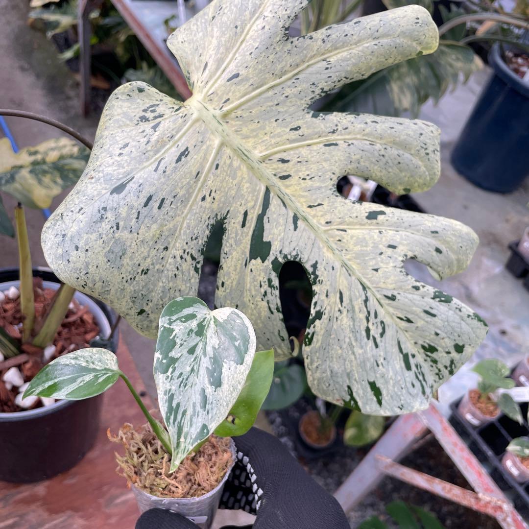 10モンステラ デリシオーサ ベトシオーサ 2寸ポリポット ネコポス発送