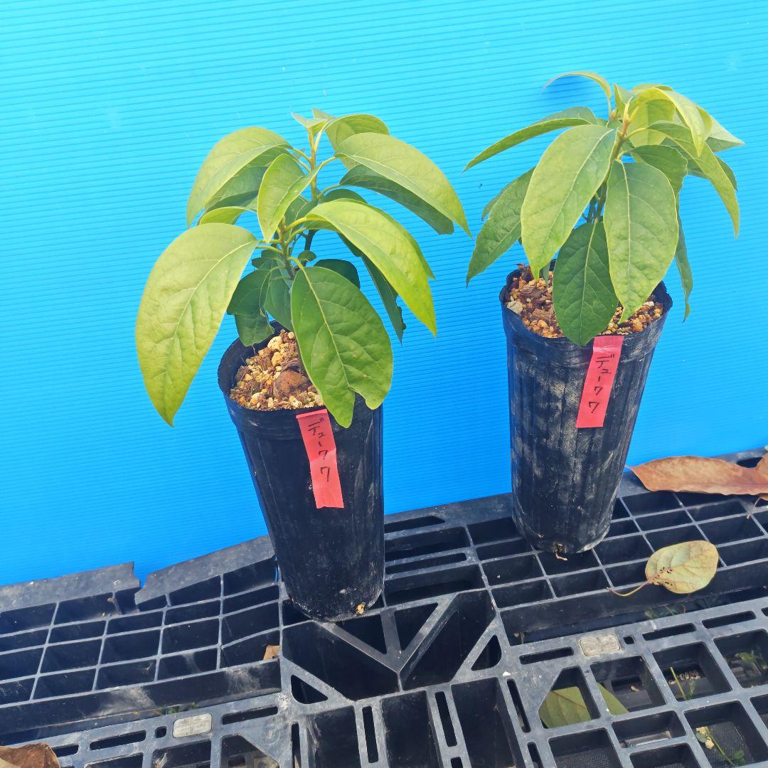 果樹 masa yukis_0039-01-logo.jpg