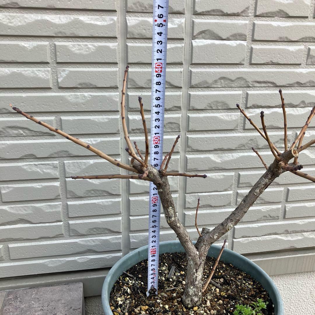 3年以上の充実株♪ スモークツリー ピンクパール 雌木 10号鉢 ラベル