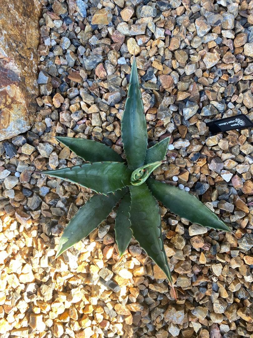 アガベ ローガンカルホーン 20センチ美株カキコ！ - メルカリ