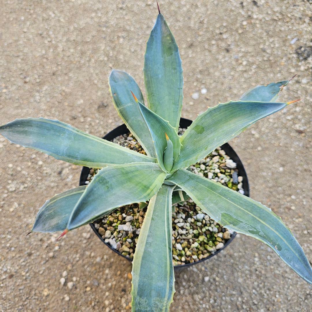 アガベ　イシスメンシス×デスメティアナ　ハイブリッド