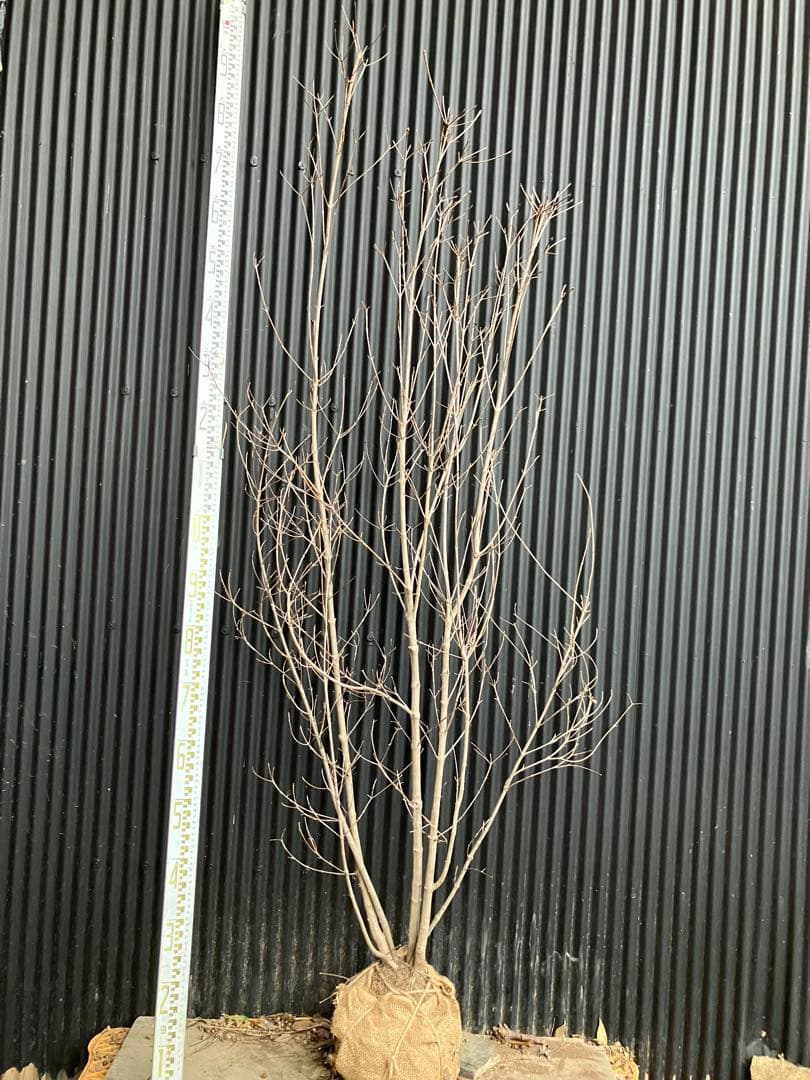 ヤマボウシ ヤマボウシ'ウルフアイ' | 樹木好き！ I Love Trees