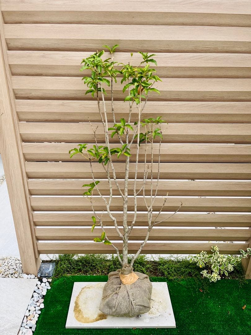 アオダモ 約：220cm と 金木犀 約：140cm まとめ売り