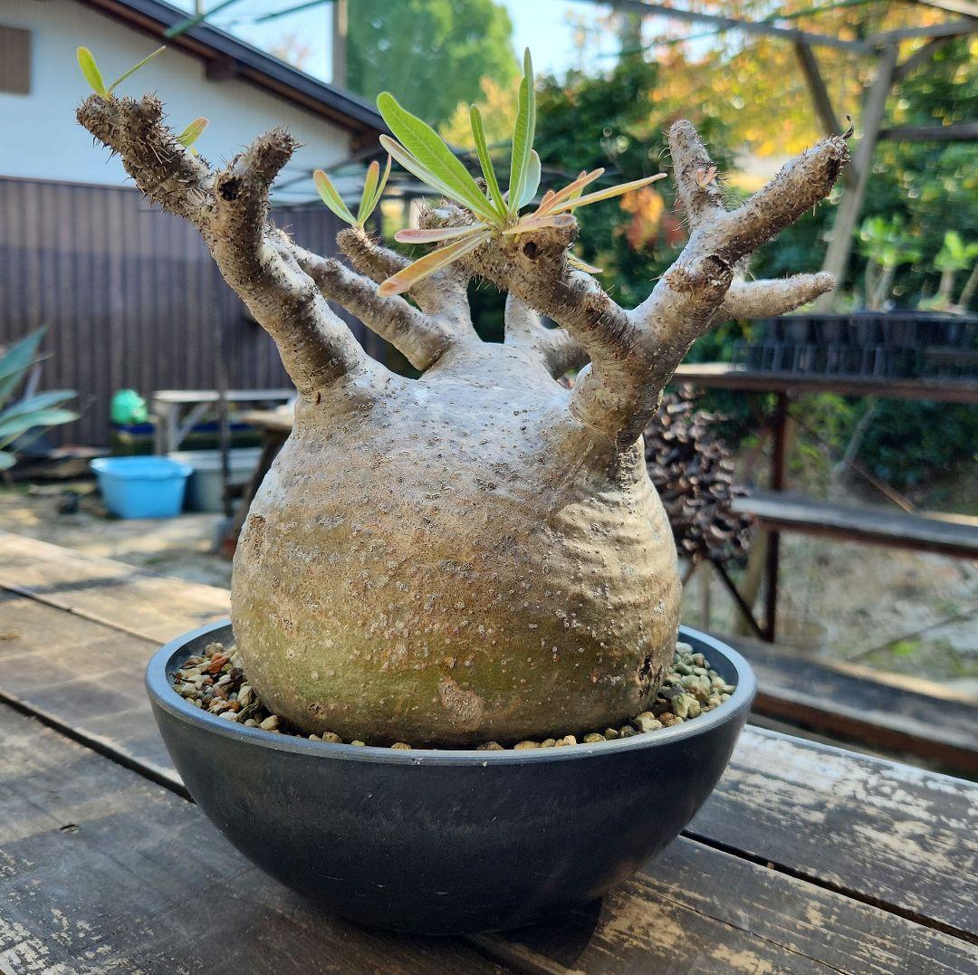 パキポディウム　グラキリス パキポディウム グラキリス L | morikoro plants