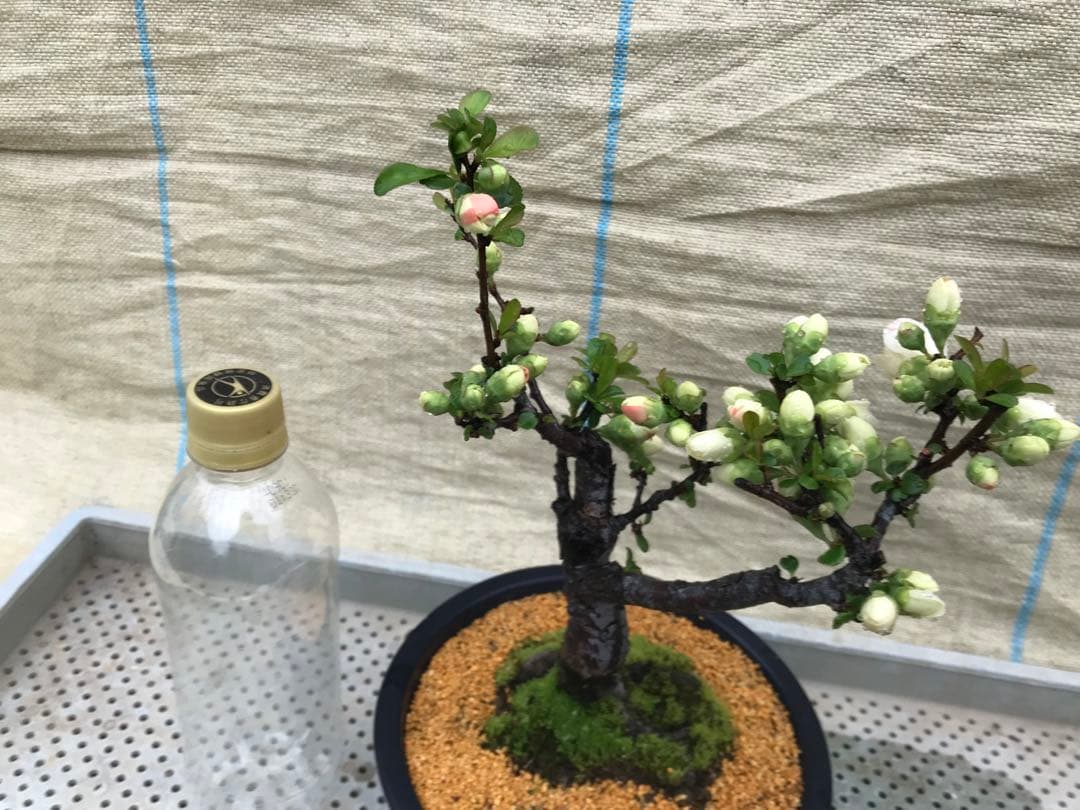 木瓜(ボケ)・放春花 春の泉 6寸(咲分け保証品)① - メルカリ