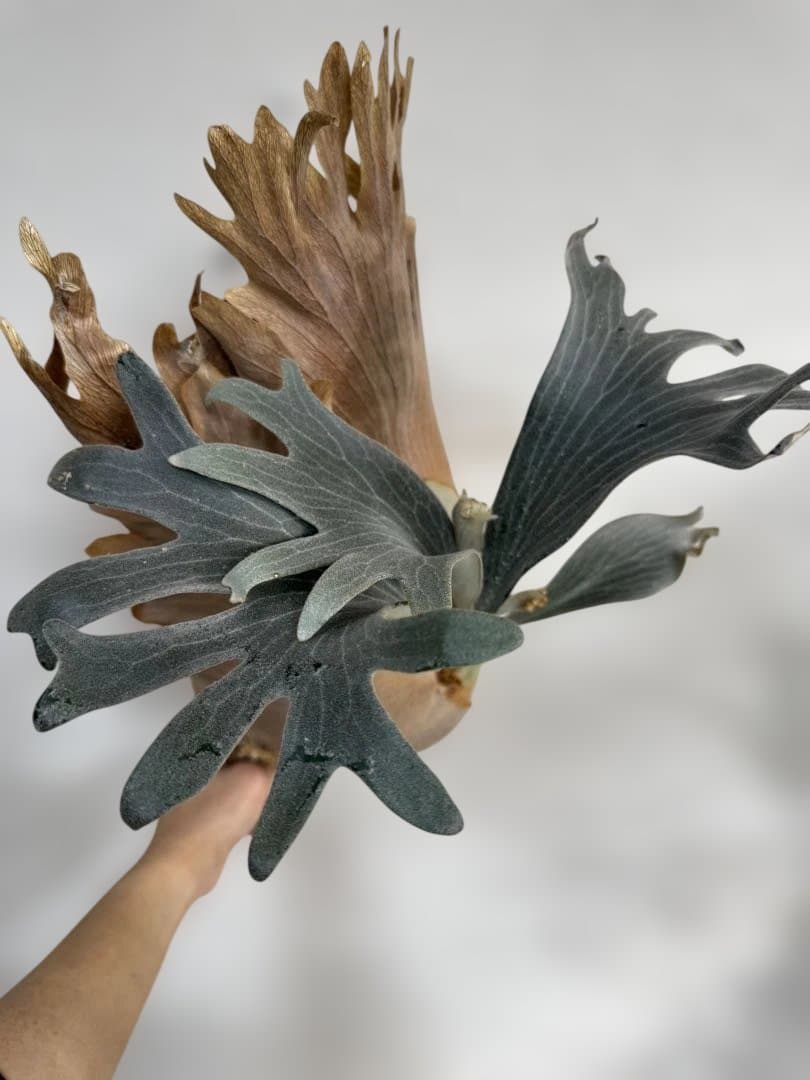 P. vellii ベリー　ビカクシダ　子株　oc株 Amazon.co.jp: frog_yamato【vellii ベリー】hillii has × veichii