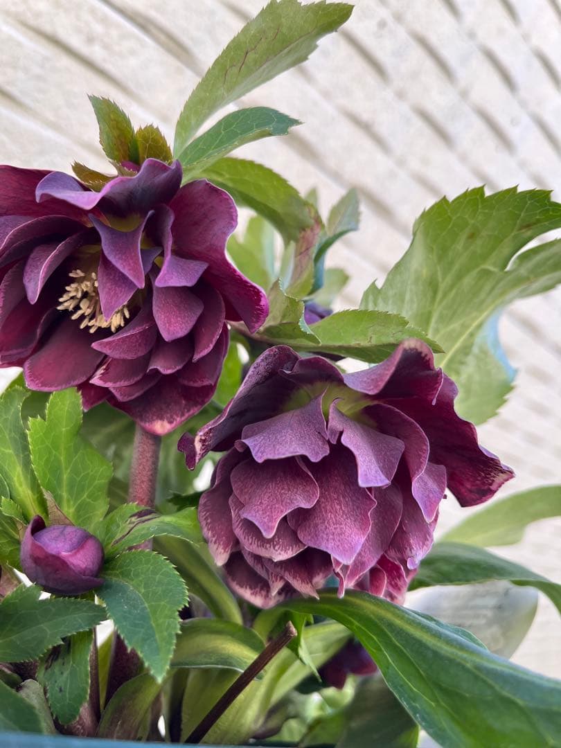 クリスマスローズ 八重 ダブル 5号 4鉢セット 現物 2月1日撮影 B