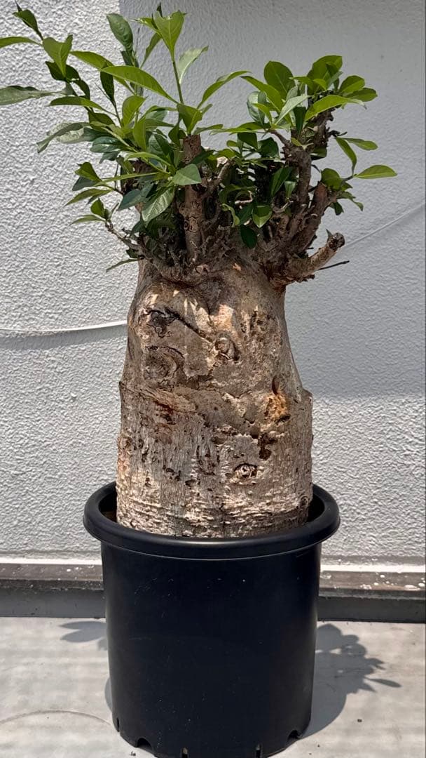 バオバブ　アダンソニア ディギタータ　発根済み　低重心　極太 adansonia digitata （バオバブの木）《M size》 ※発根済株※冬季もし