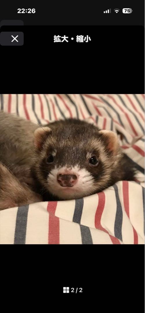 みお　まんまるあにまるず　フェレット×2