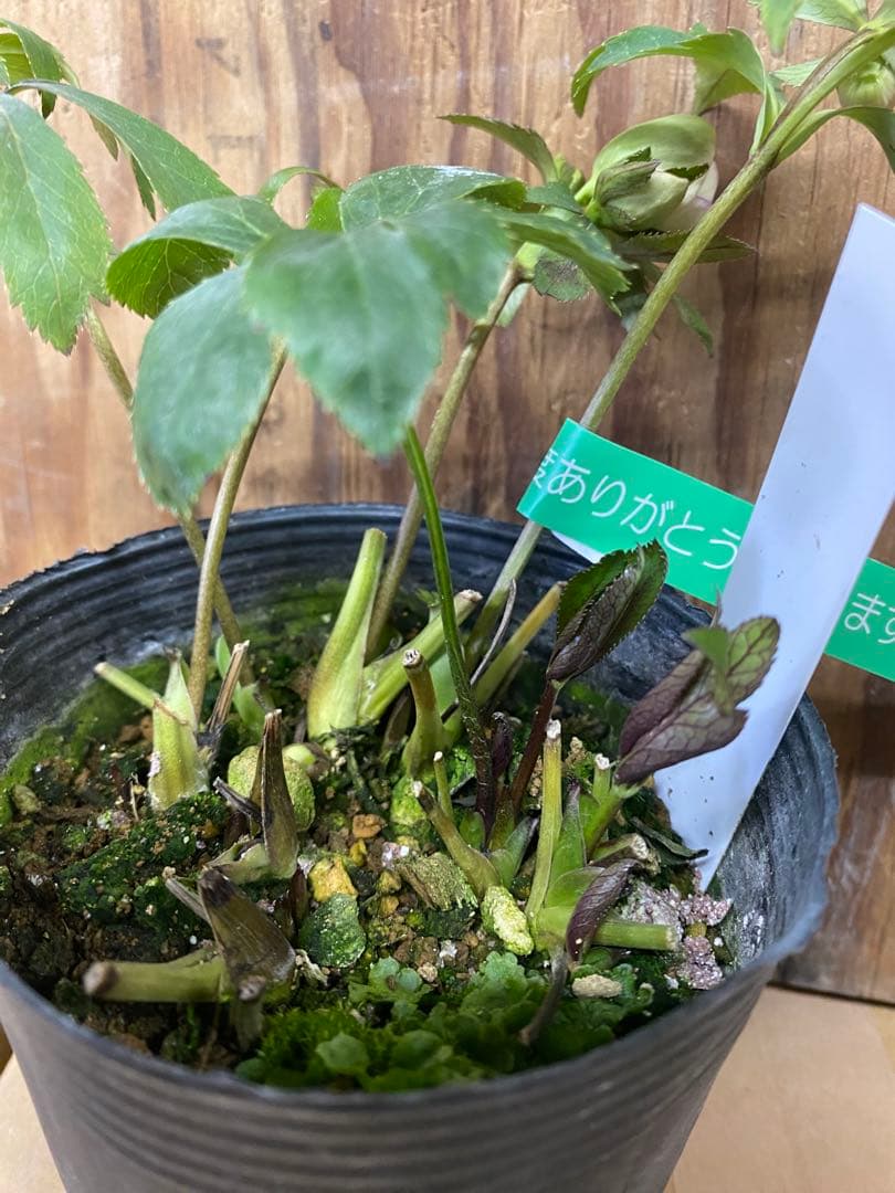 オキシ系 大木ナーセリー - メルカリ