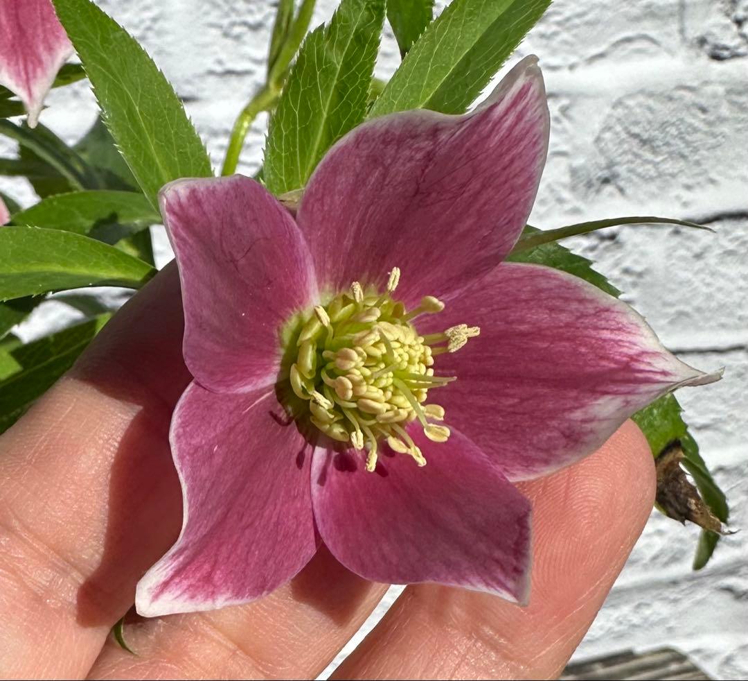 クリスマスローズ　プチドール　横山園芸　開花株 園芸ネット本店｜横山園芸さんのクリスマスローズ：プチドール25-13