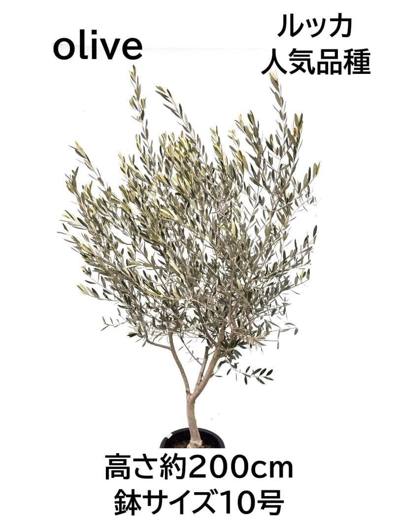 オリーブの木 ルッカ 10号 約200cm K-364 人気品種 現品掲載 - メルカリ