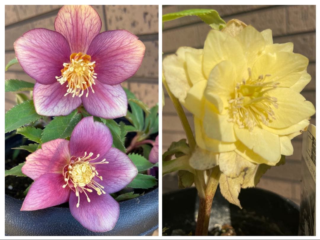 クリスマスローズ オーレア系 広瀬園芸 開花株 2苗セット - メルカリ