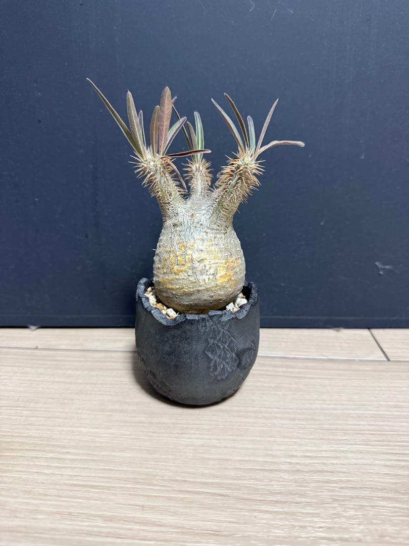 パキポディウム・グラキリス　植え込み　発根済み　現地球 パキポディウム グラキリス 現地球発根済みが たくさん入荷しました