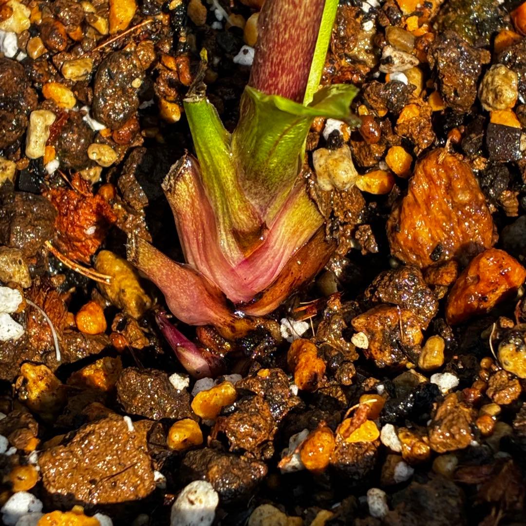 u*0様 3544☘️蕾花タグ付き☘️ダーク系⭐️小輪⭐️超多弁(入荷時多弁タグ