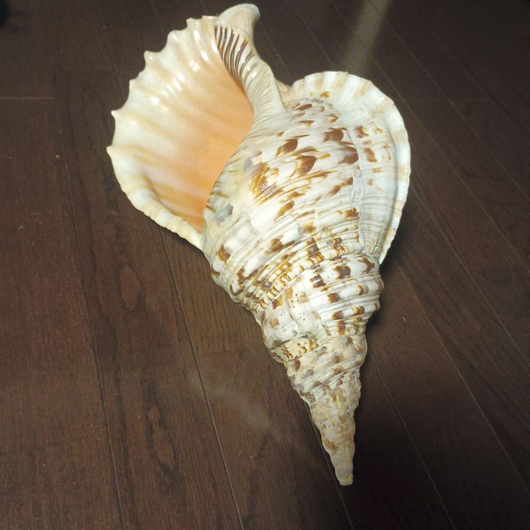 法螺貝 特大 42cm 1871.3Kg 超希少価値✨