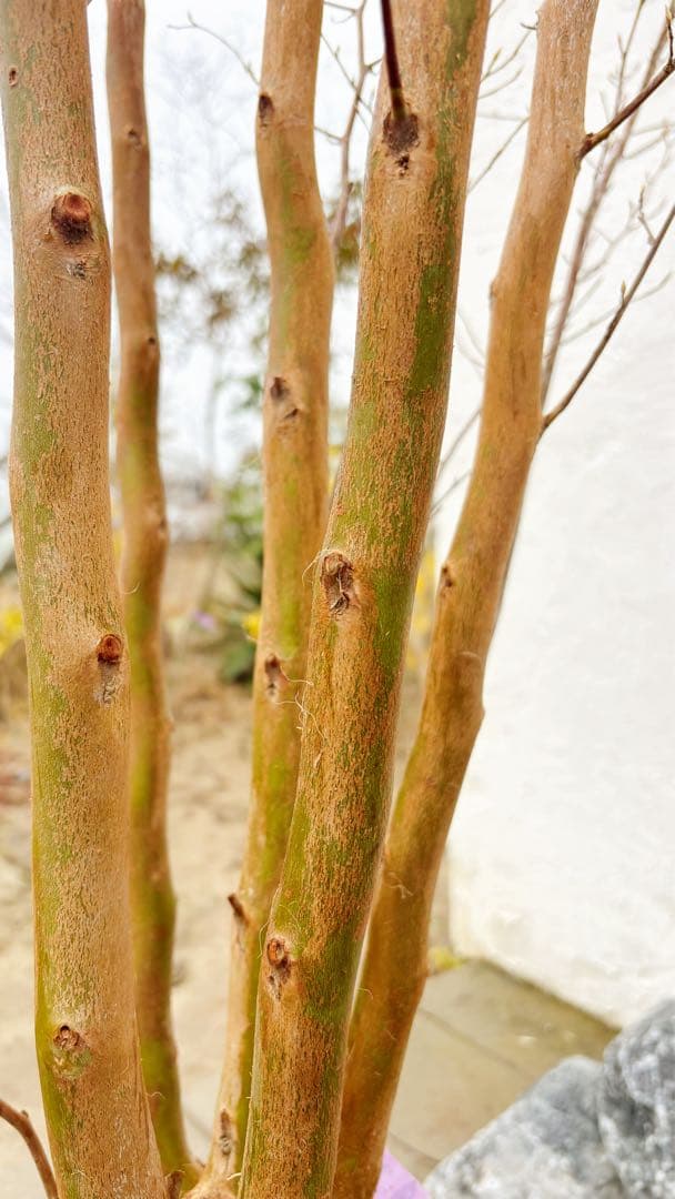 絶品黄金幹。ヒメシャラ切り戻し本株立ち3.0M(鉢底から)品番B