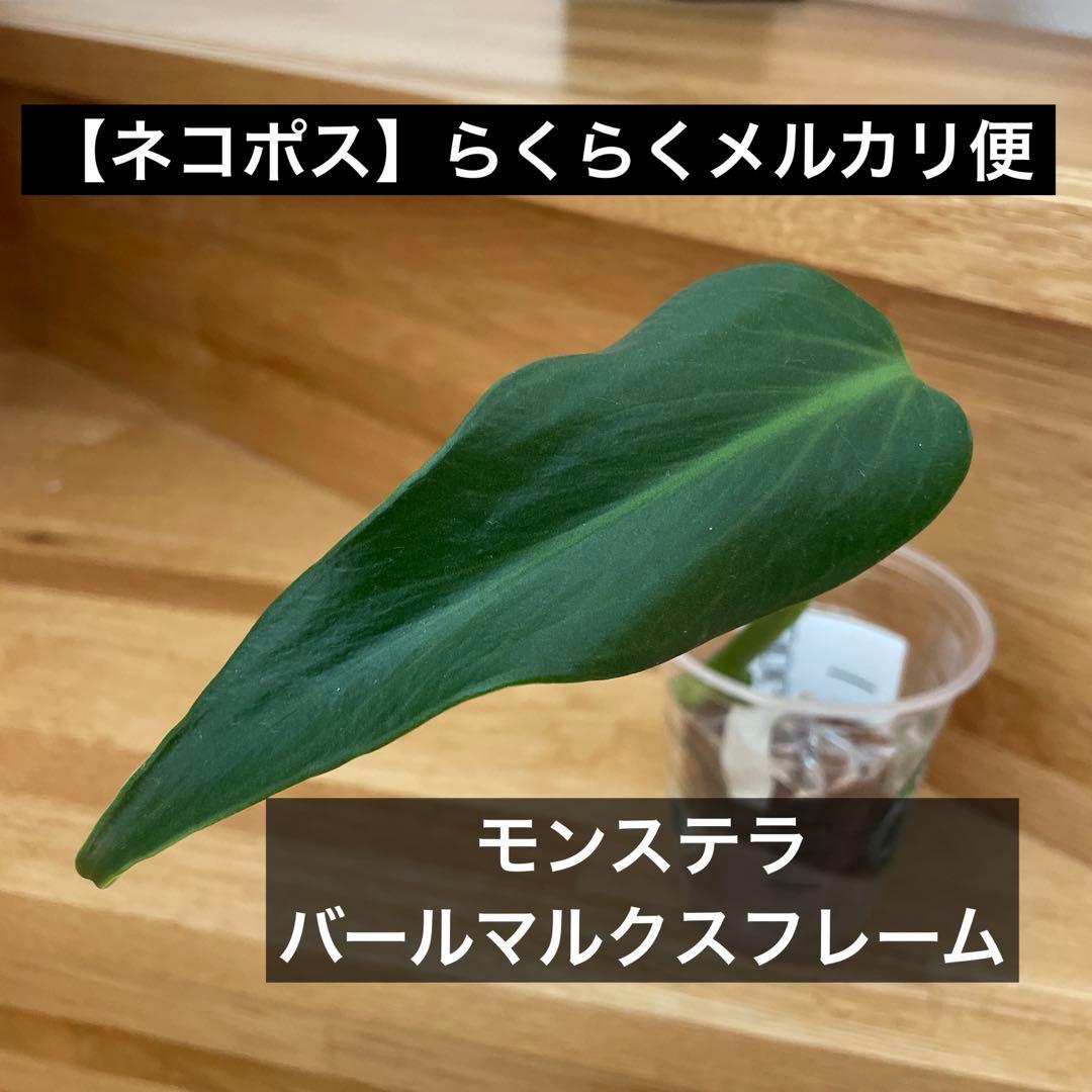 メルカリ便】モンステラ バールマルクスフレーム - メルカリ