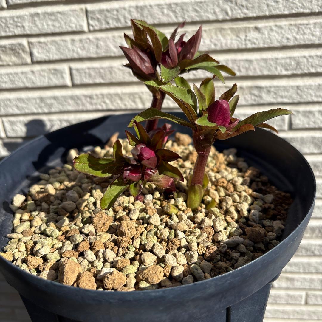 ま*い様 クリスマスローズ　蕾多数　ピンク 楽天市場】クリスマスローズ ダブル 開花株 超多弁ピンクピコティ 6号