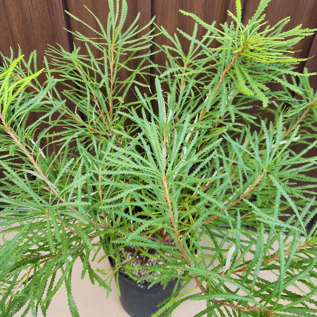 ボリューム苗木 ヘアピンバンクシア スピヌロサ 鉢植え 苗 オージー