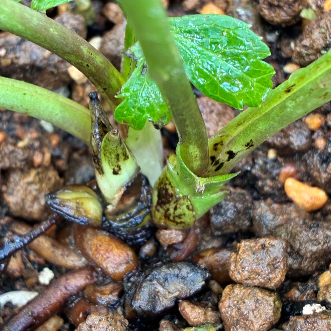 ち*ん様 ☘️ラスト2☘️タグ付き☘️新葉ワサワサ3279⭐️NEW⭐️Choc