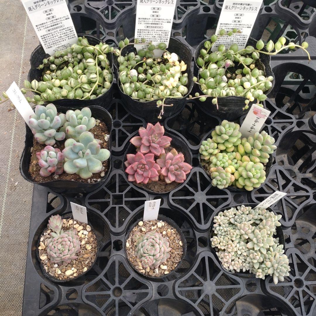 〆追加あり　megさん専用