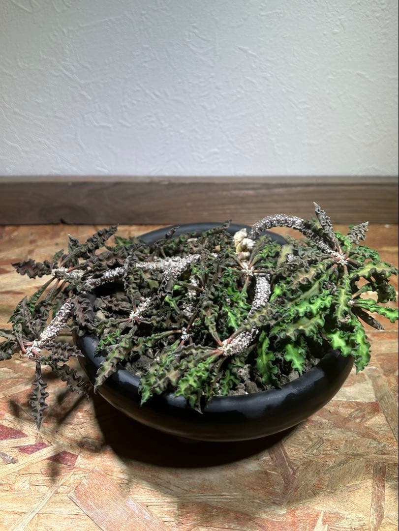 大株 現地球 ユーフォルビア デカリー スピロスティカ 作家陶器鉢の