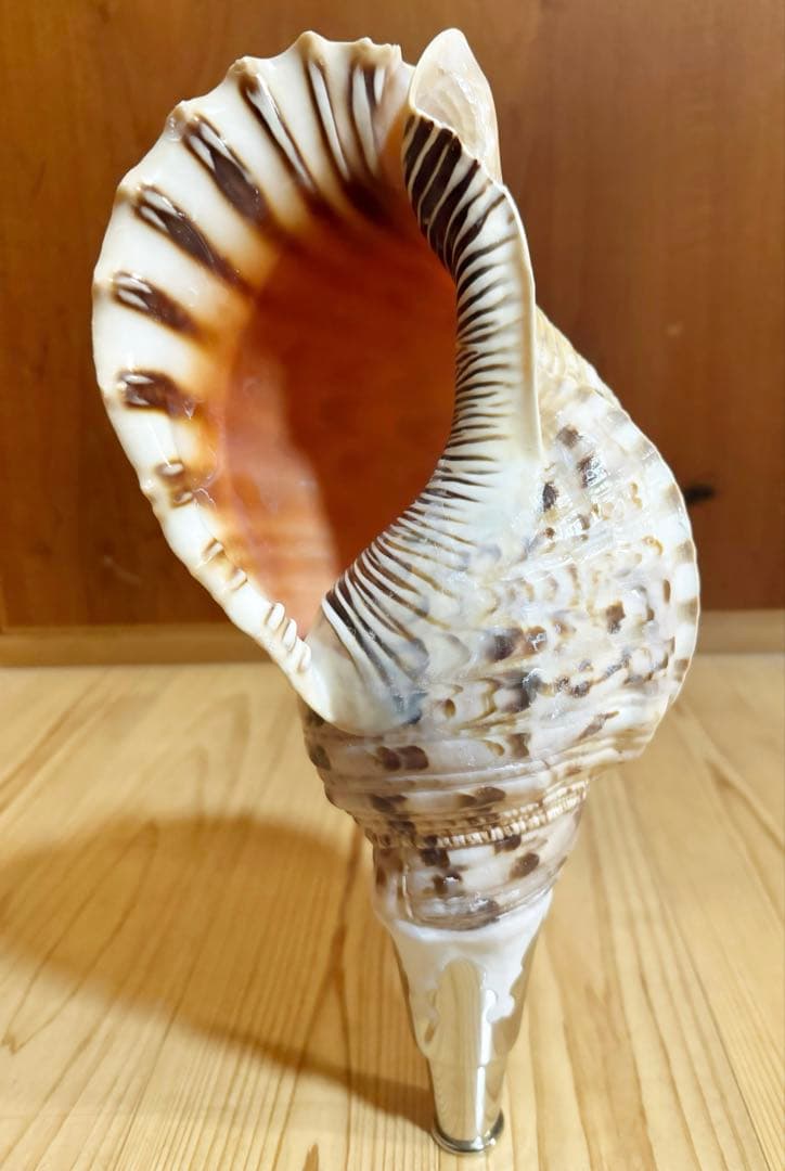 修験道法螺貝35㎝　山伏　密教　魔除け　熊よけ❣️ホラガイ　ほら貝 コンパクト修験道法螺貝 山伏 密教 魔除け 熊よけ❣️ホラガイ ほら貝