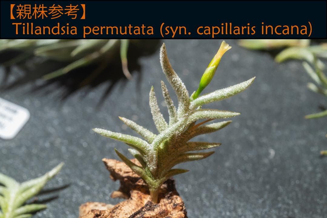 Tillandsia permutata(capillaris incana) - メルカリ
