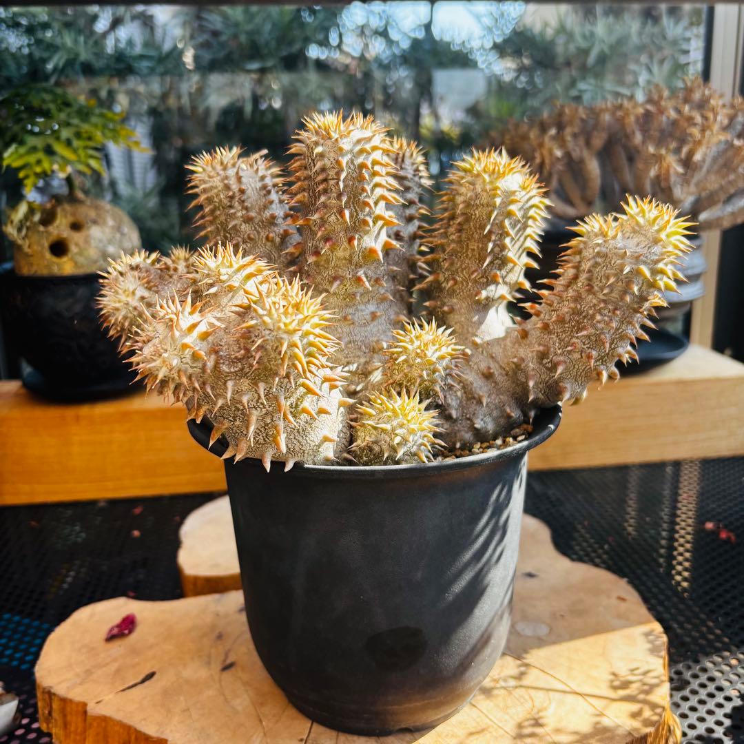 短期間限定超特価！ 長期管理株 実生 パキポディウム デンシカウレ 恵比寿大黒 実生5年目の恵比寿大黒。 . #パキポディウム デンシカウレ #恵比寿大黒