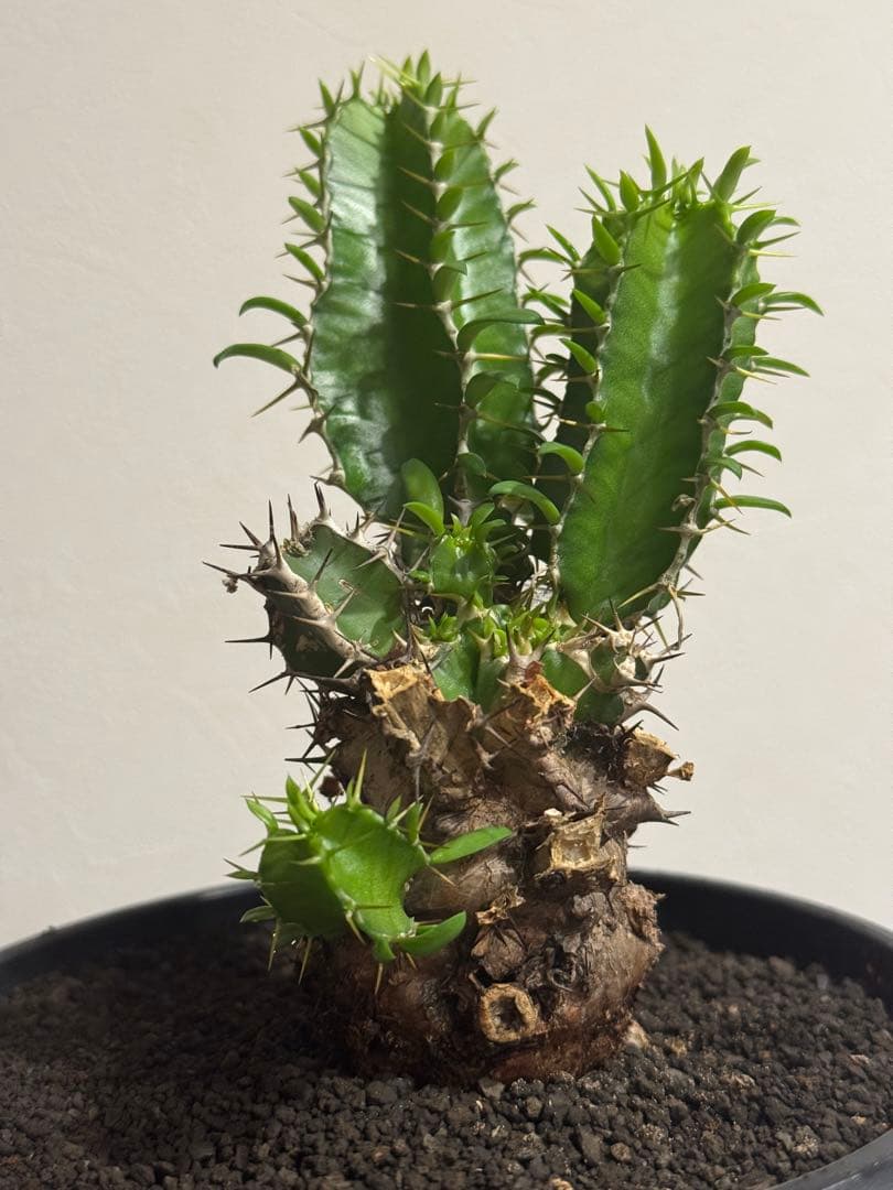 し*じ様 ユーフォルビア・ムランジーナ 鉢入り発送 Euphorbia Mlan