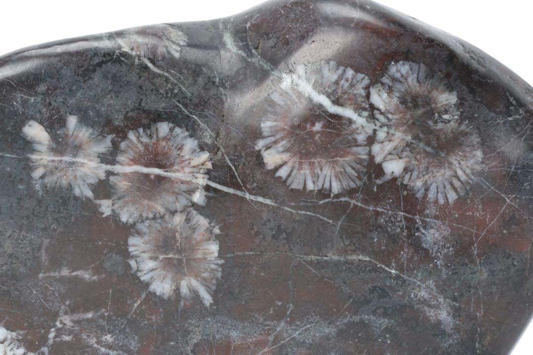 菊花石 紋石 鑑賞石 1.5kg 台座付 天然石 原石 水石 盆石 飾石 古美術